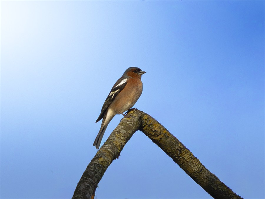 Bird perched on a branch against a clear blue sky