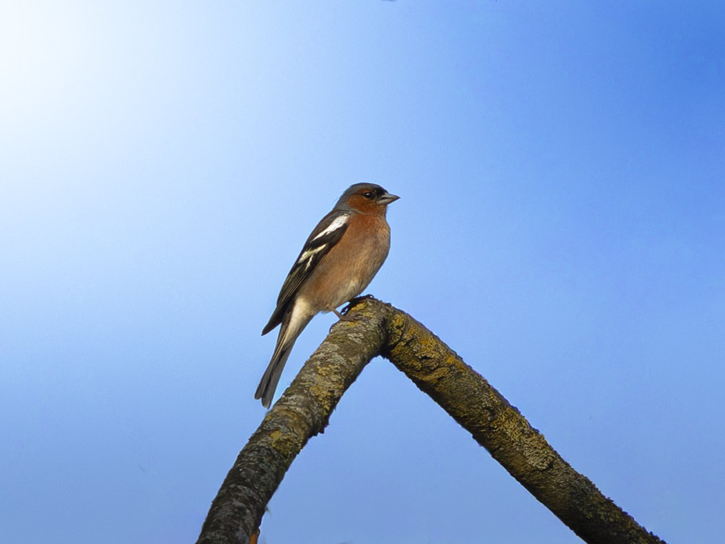 Small bird perched on a forked branch against a clear blue sky