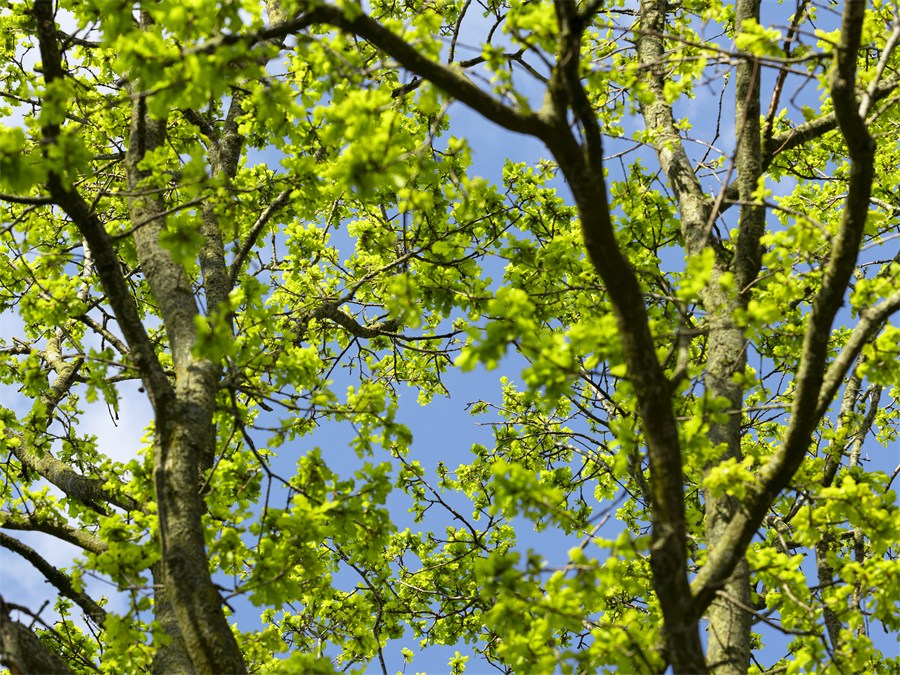 Sunlit green tree canopy viewed against the blue sky